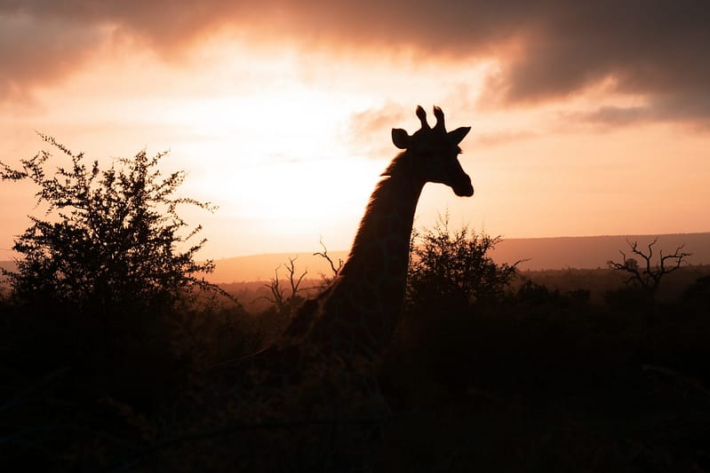 Krugerpark Zuid-Afrika giraf bij zonsondergang